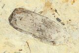 Fossil True Weevil (Curculionidae) Beetle - France #254574-1